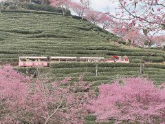 樱花园里闹新春