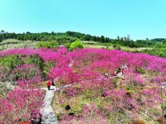 【大美中国】花开春意浓