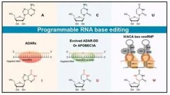 北京大学伊成器课题组综述基于RNA靶向修饰的碱基编辑技术