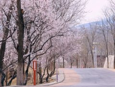 海淀这座“春山”，已花开成海！