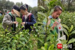 南京青少年体验采茶活动 领略雨花茶独特工艺