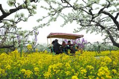 春日梨花开满树 如云似雪迎客来