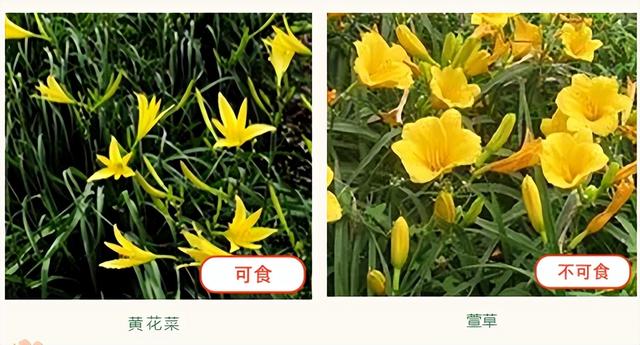 北京疾控中心：春风十里野菜香，不知不识莫乱吃