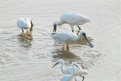 后海湾（深港）：黑脸琵鹭全球第三大栖息地