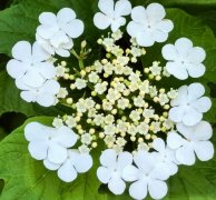 北海花鉴（五）丨天目琼花，一环明月破香葩