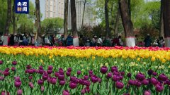 送你一片郁金香花海 让春日优雅起来