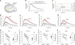 颠覆传统认知！Nat Neurosci | 睡眠与麻醉状态下，大脑排毒功能意外“减速”