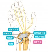 半夜被手麻醒？可能是这种疾病